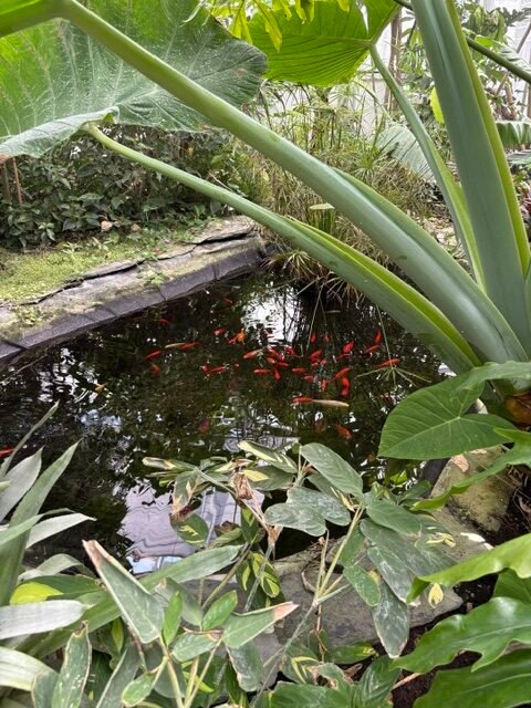The botanic greehouse in Lille. 