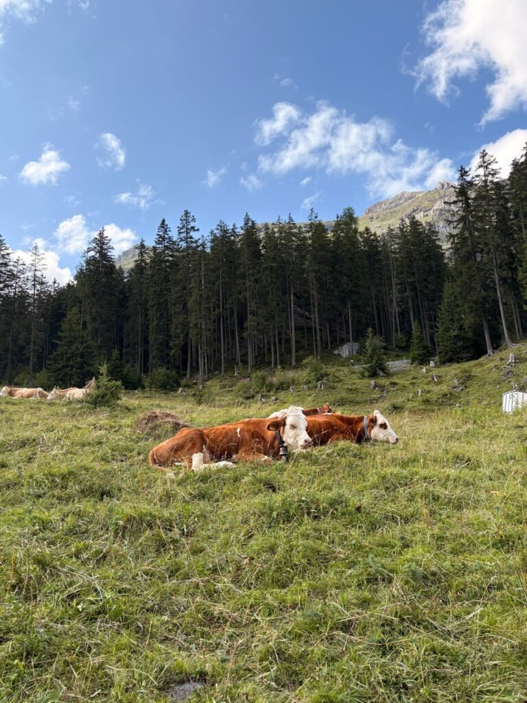 cows in switzerland